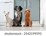 Three different dogs are sitting in the kitchen. One white dog, red and black spaniels