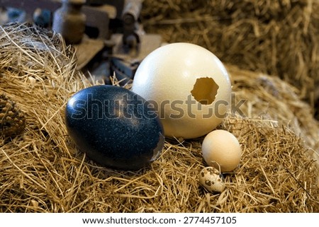 Three different eggs are arranged on straw bedding, including a blue emu ostrich egg, a white ostrich egg with a hole, a chicken egg and a small quail egg in a farm environment