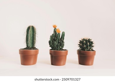 Tres tipos diferentes cactus