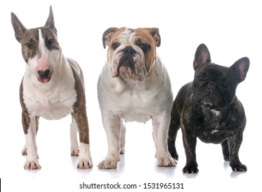 Three Different Purebred Bull Breeds Together Stock Photo 1531965131 