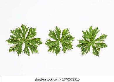 Three different same plant leaves with complex spiky shape on white background.