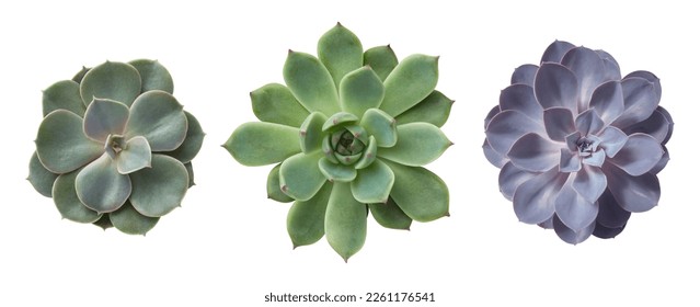 three different succulents echeveria plants without pots isolated over a transparent background, natural interior or garden design elements, top view, flat lay	