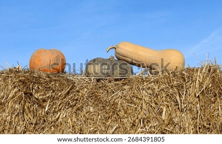 Three different tipes of pumpkins on a hay stack under a sunny autumnal sky.