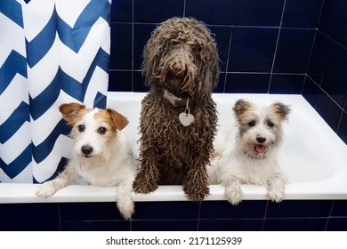 Three Dirty Dog Inside A Bathtube Ready For Shower Time.