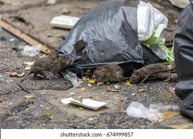 Drei schmutzige Mäuse fressen Trümmer nebeneinander. Müllbeutel Auf dem nassen Boden und sehr foul riechen.Selektiver Fokus.