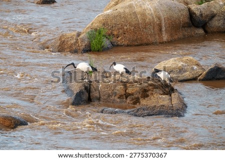 Three  distinctive looking white and black African Sacred Ibis (Threskiornis aethiopicus) on rock in Mara River in Serengeti Tanzania.
