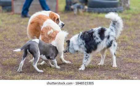 Three Dog Playing In The Park. They Get To Know Each Other