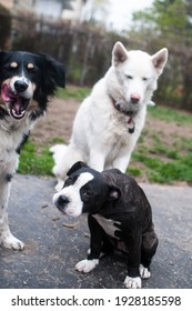 Three Dogs Acting Silly Together