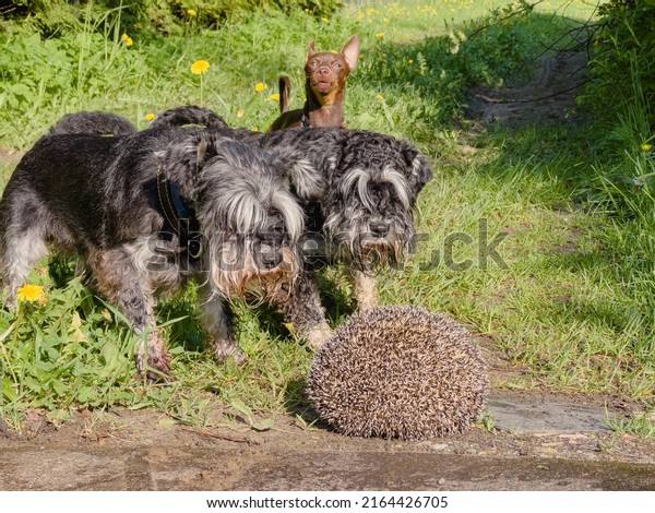 Three dogs barking on a\
hedgehog. Wild animals often carry infectious diseases such as\
Rabies.
