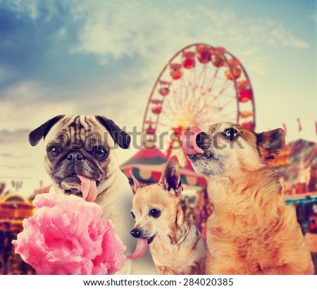 three dogs at a carnival of fair eating pink cotton candy toned with a retro vintage instagram filter effect app or action 