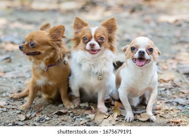 Three dogs chihuahua  siting on the ground looking to the side