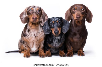Three dogs of dachshunds of rare colors