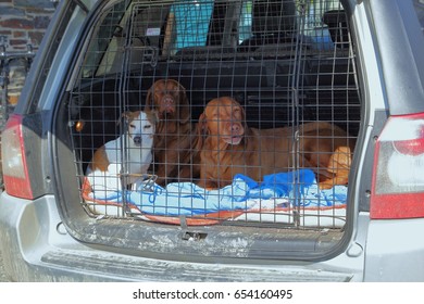 Three Dogs In A Dog Cage In The Back Of An Estate Car Or Station Wagon