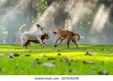 Three dogs are fighting outdoor. Dogs scare each other in an aggressive behavior in garden outdoor. - Powered by Shutterstock