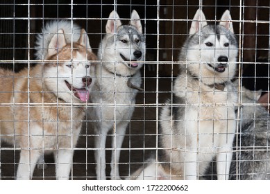 Three Dogs, Huskies, Are Closely Watching Someone From Behind The Bars Of The Enclosure. The Concept Of Unfreedom