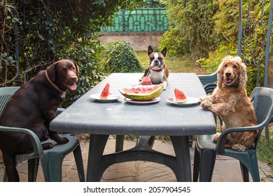 Three Dogs, Labrador, Cocker Spaniel And Boston Terrier At A Large Table Eating Watermelon In The Garden, Comic Photo