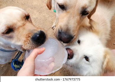 Three Dogs Lick And Sniff An Ice Block Held By A Hand
