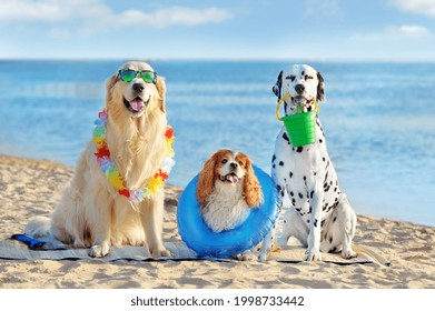 Three Dogs At The Pet Friendly Sea Beach