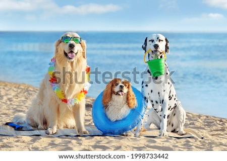 Three dogs at the pet friendly sea beach