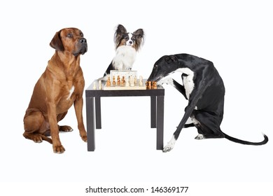 Three Dogs Playing Chess