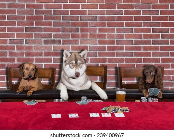 Three Dogs Playing Poker