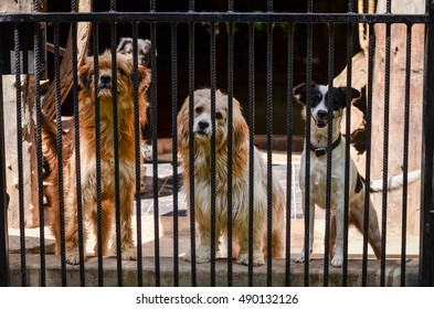 Three Dogs Say Hi In Cages.dog Behind The Fence