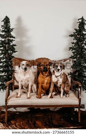 Three Dogs Sitting on Bench with Christmas Trees