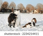 Three dogs in snow in the park on a sunny winter day. Samoyed dog and Australien Shepherd dog playing with each other while a English Pointer dog is enjoying the park scenery. Selective focus
