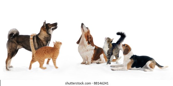 Three Dogs And Two Cats Together Looking Up On Isolated White Background