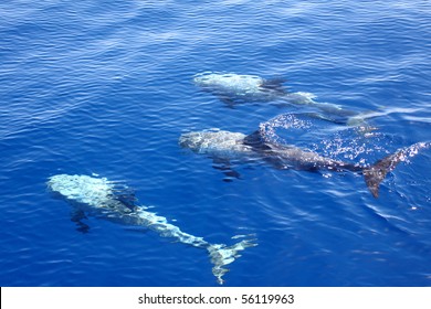 Three dolphins