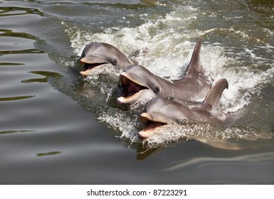 Three dolphins float in water ...