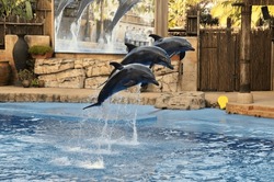 Three Dolphins Jumping Out Of The Pool Water.
