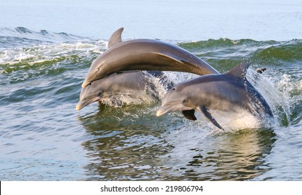 Three Dolphins Jumping From The Water On The Alabama Gulf Coast.