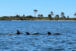 Three Dolphins Surfacing With A Background Of Beach, Palm Trees, Highway And Power Lines. Gulf Shores, Alabama