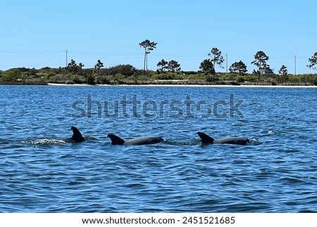 Three dolphins surfacing with a background of beach, palm trees, highway and power lines. Gulf Shores, Alabama