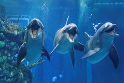Three Dolphins Swimming In The Aquarium  Looking To You With Open Mouth Close Up View