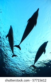 Three Dolphins Underwater