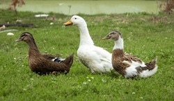 Three Domestic Ducks Walk Along A Green Lawn Next To A Pond
