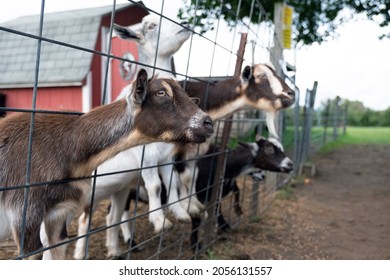 Three domestic goats behind the fence waiting for food
