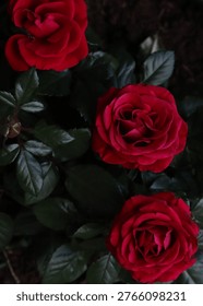 Three dramatic deep red roses with dark green leaves on a dark background. Moody floral flat lay, top view