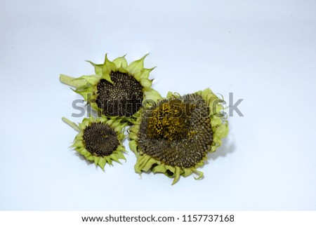 Similar – A faded sunflower Nature