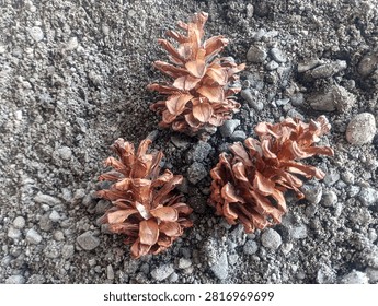 Three dried pine cones on the sand.