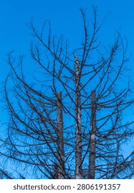Three dry spruce trees without tops standing against the sky in the Carpathians. Stark natural scene showing damaged forest and mountain landscape