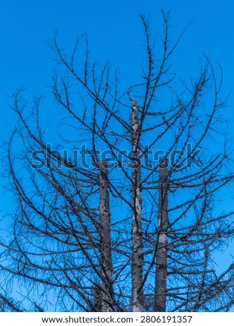 Three dry spruce trees without tops standing against the sky in the Carpathians. Stark natural scene showing damaged forest and mountain landscape