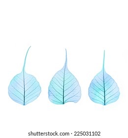 Three dry Winter blue  color Leaves - cell structure - isolated on white background