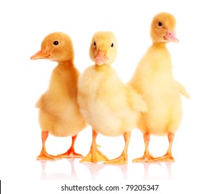 23,510 Fluffy yellow duck Images, Stock Photos & Vectors | Shutterstock