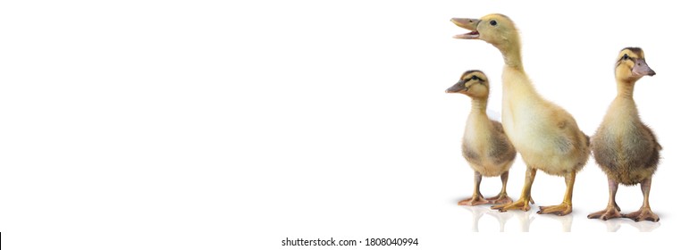 Three duckling on a white background