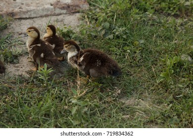 Three ducklings