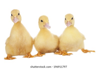 165,936 Yellow ducks Images, Stock Photos & Vectors | Shutterstock