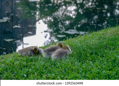 Three Ducklings Sleeping In The Park. Baby Geese By Pond. Bird Chicks Resting